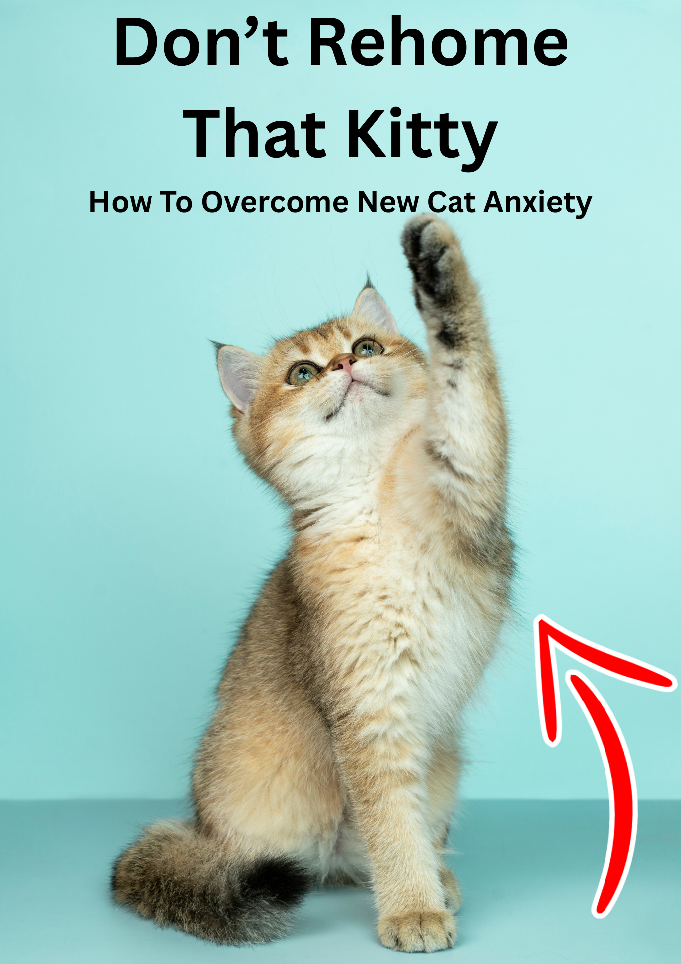 How To Overcome New Cat Anxiety